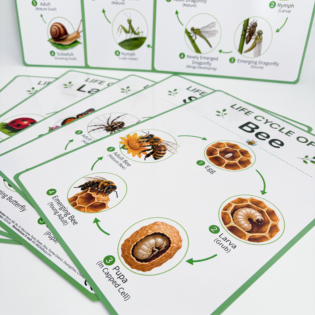 8Pcs Nature Life Cycle Educati - đánh giá và giá Kids Educational Posters